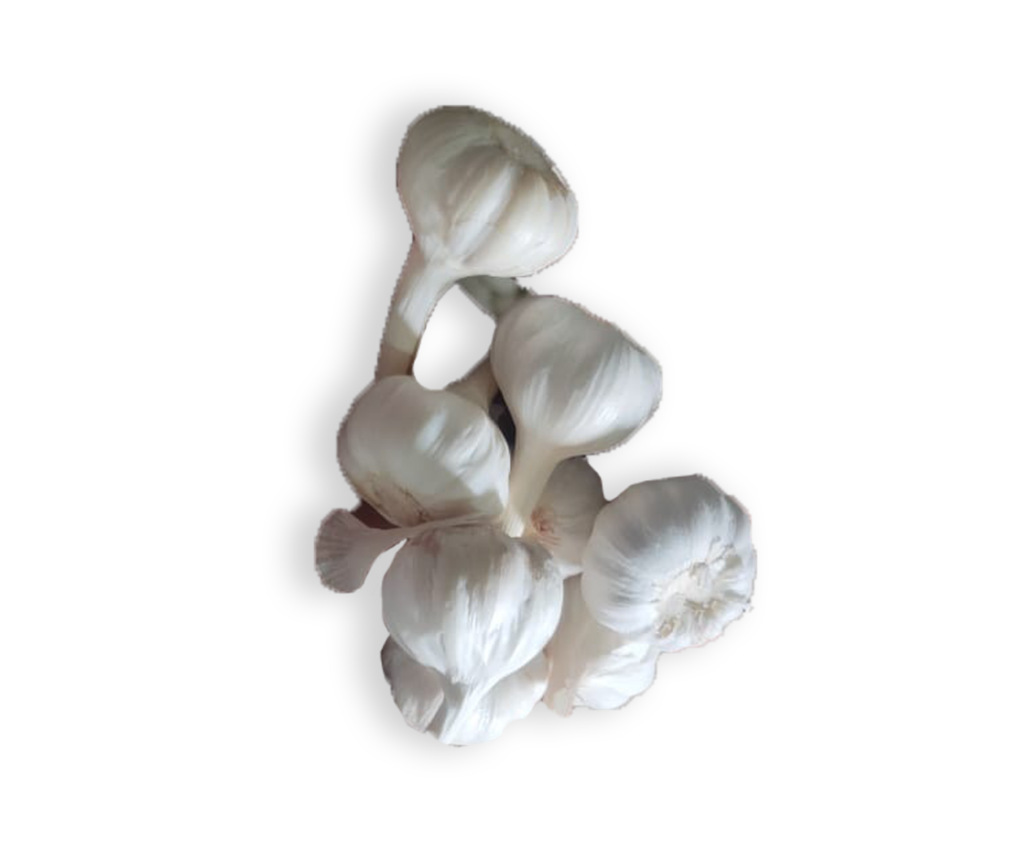 Indian Garlic Sri Gopi Garlic