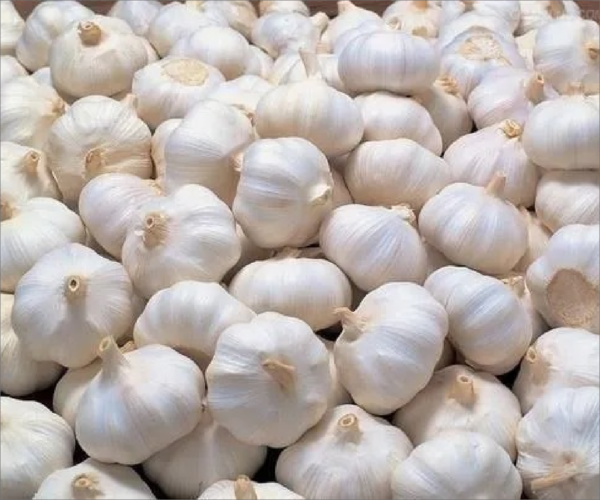 Indian Garlic Sri Gopi Garlic